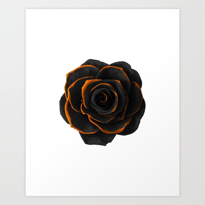 gold black rose