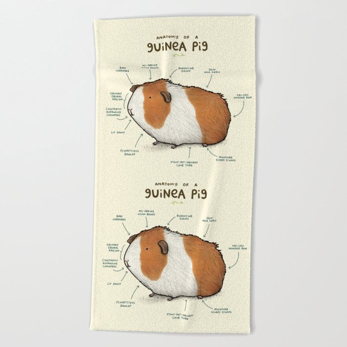 Anatomy Of A Guinea Pig Beach Towel By Sophie Corrigan Society6 Anatomy Of A Guinea Pig Beach Towel By, Can You Use Microfiber Towels For Guinea Pig Bedding