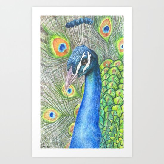>Peacock Colored Pencil Drawing Art Print By Traditionalartprints Society6