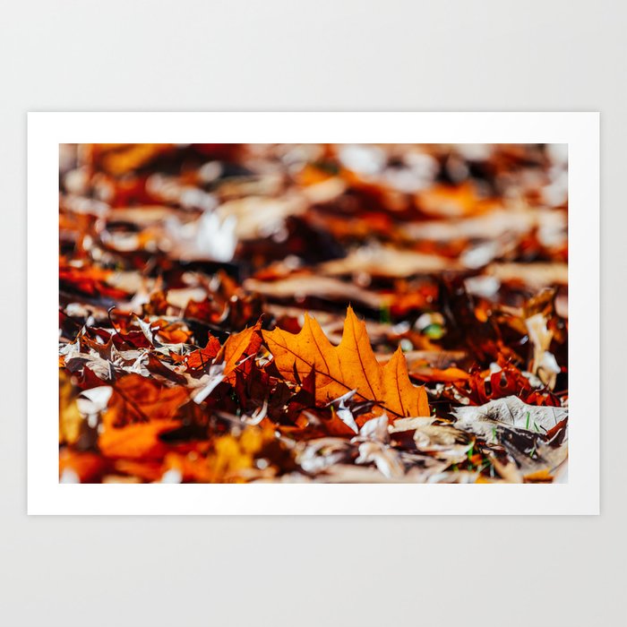 Red Autumn Leaves Background In Fall Season Autumn Season Fall Background Falling Leaves Art Art Print By Radub85 Society6