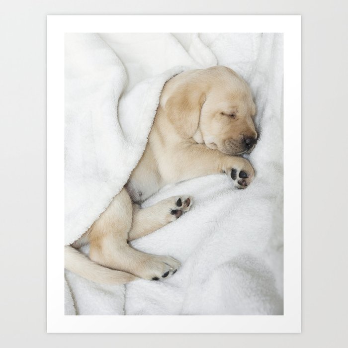 Sleeping Golden Labrador Puppy Art Print By Halztalz Society6