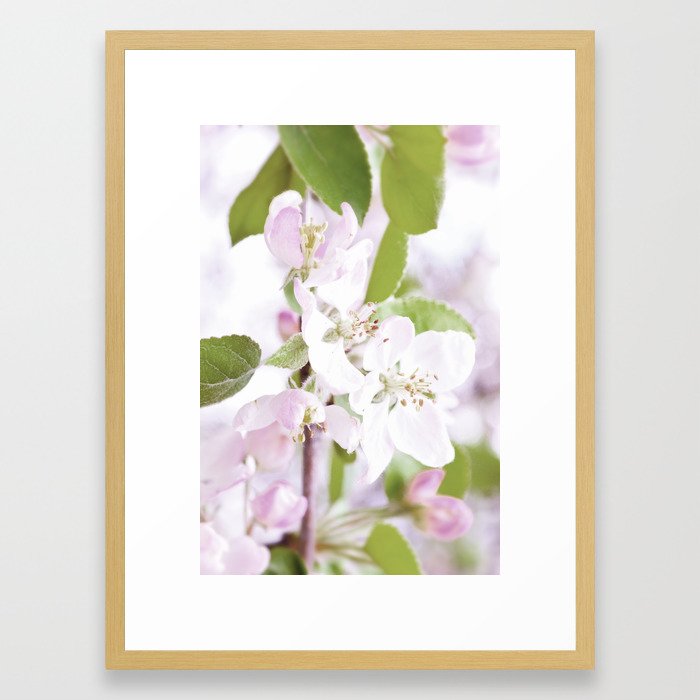 Apple Tree Blossoms Framed Art Print