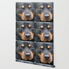 Rottweilers Wallpaper For Any Decor Style Society6 Tons of awesome rottweiler wallpapers to download for free. society6