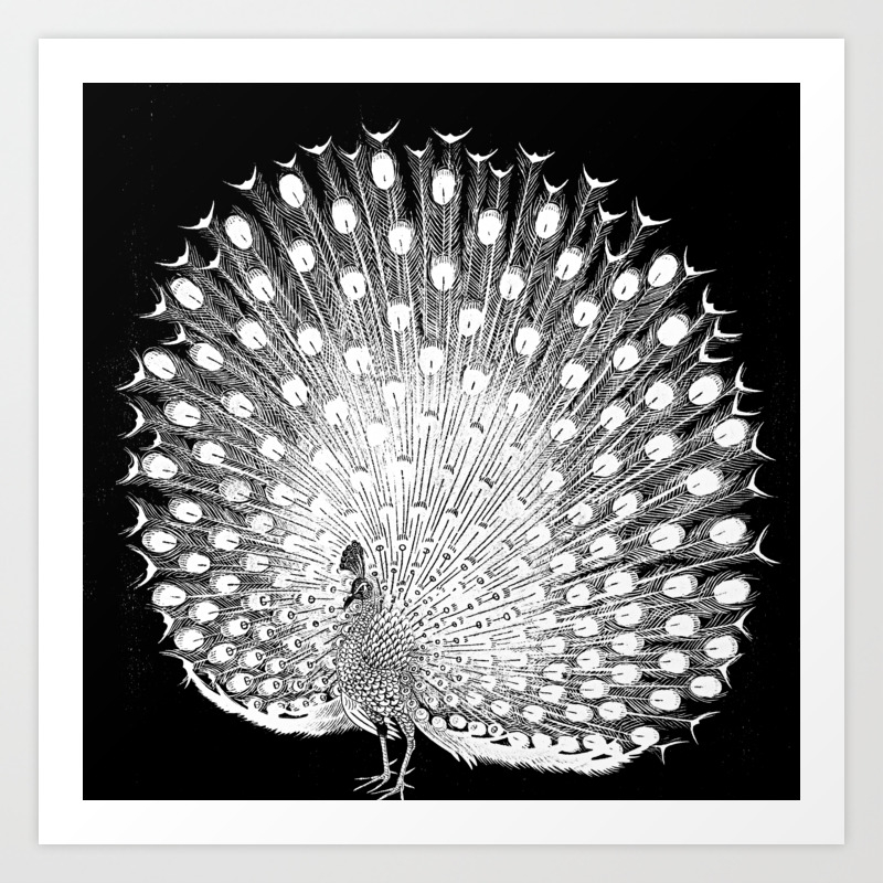 peacock vintage fantasy bird black white art print by jacob sternberg society6 peacock vintage fantasy bird black white art print by jacob sternberg