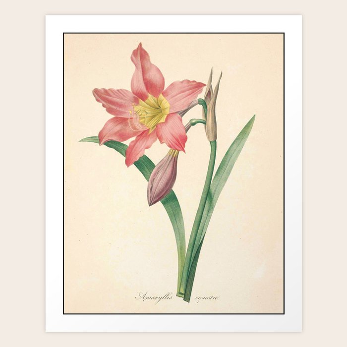 lilies flower color pencil hand drawing art print by theyoungdesigns society6 lilies flower color pencil hand drawing art print by theyoungdesigns