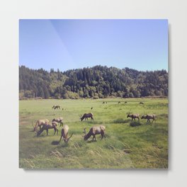 Elk Reserve Metal Print