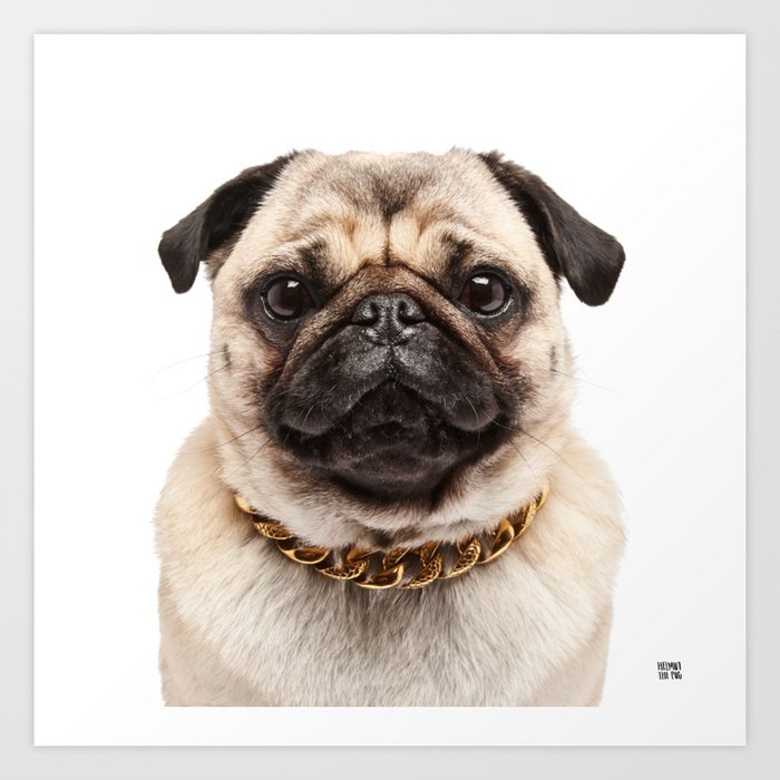 Pug gold chain clearance