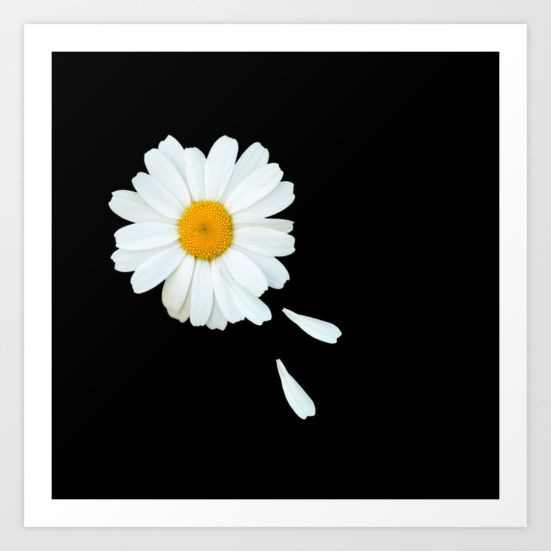 love me love me not white daisy on black background decor society6 buyart art print by pivivikstrm