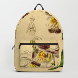 Papilionanthe teres (as syn. Vanda teres) Backpack