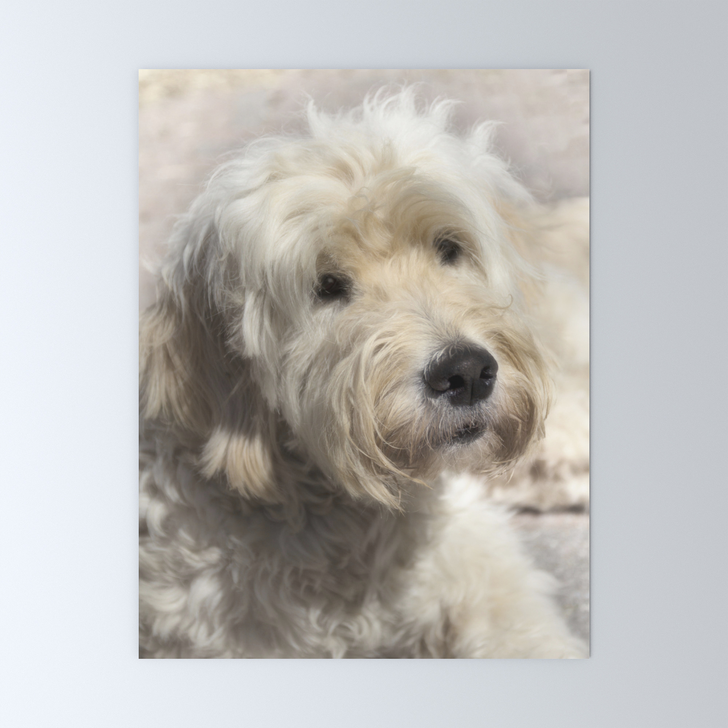 Dog Goldendoodle Golden Doodle Mini Art Print By Gunadesign Society6