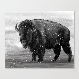 Buffalo Canvas Print