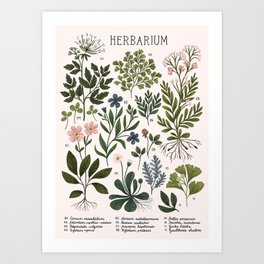 Herbarium ~ vintage inspired botanical art print ~ white Kunstdrucke | Vintageflorals, Curated, Ginko, Anemonae, Floral, Vintage, Painting, Retro, Botanicalposter, Botany 