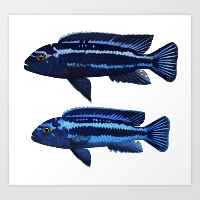 Malawi Cichlids Pseudotropheus Cyaneorhabdos Pair Art Print By Preradkor Society6