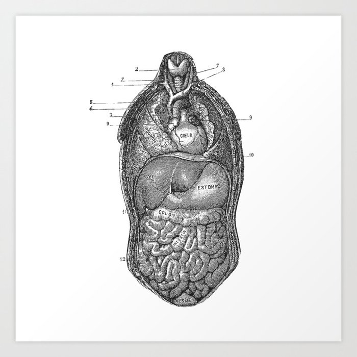 Human Torso Anatomy Study Art Print By Luminariumgraphics Society6