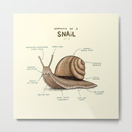 Anatomy of a Snail Metal Print