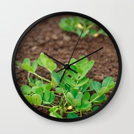 Peanut plants Wall Clock