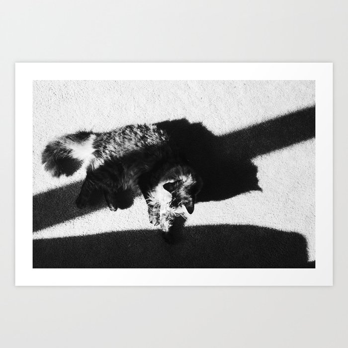 Featured image of post White And Black Cat Aesthetic - A black and white cat is a type of cat, commonly recognised by of its black and white fur.