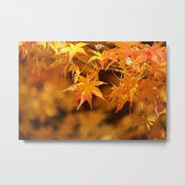Colorful Japanese Maple Leaves In Fall Photography Metal Print