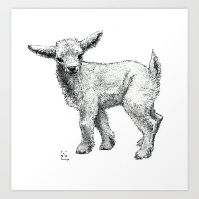 pic Baby Goat Black And White Drawing little goat baby sk134 art print by s schukina