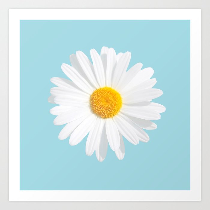 daisy flower art print by tazzymoto