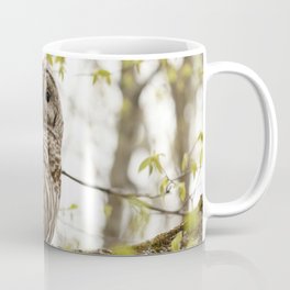 Beautiful barred owl Coffee Mug