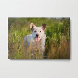 Single white stray tyke dog at the meadow Metal Print