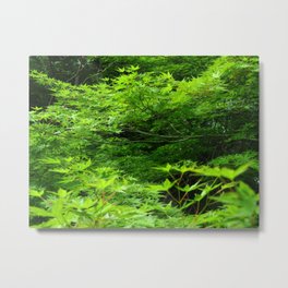 Japanese Maple Young Green Leaves and Raindrops Photography Metal Print