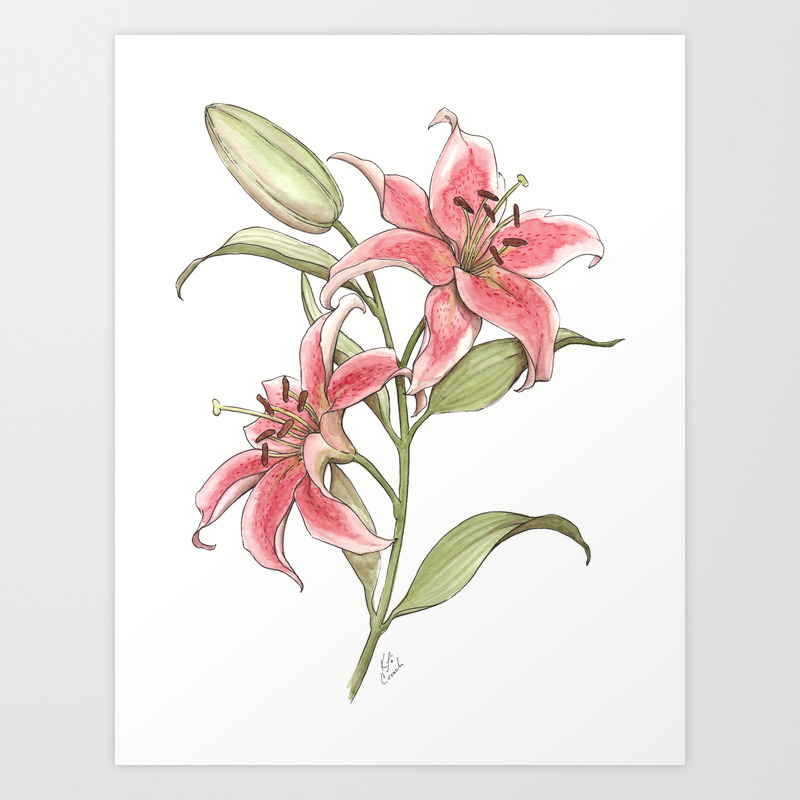 Pink Watercolor Lilies Art Print By Katrinacrouch Society6