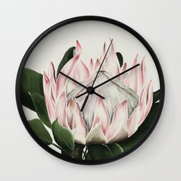Protea Flower in Beautiful Shades of Pink and Green Wall Clock