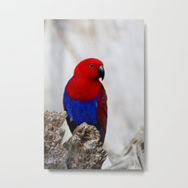 Eclectus Parrot Metal Print | Photo, Digital 