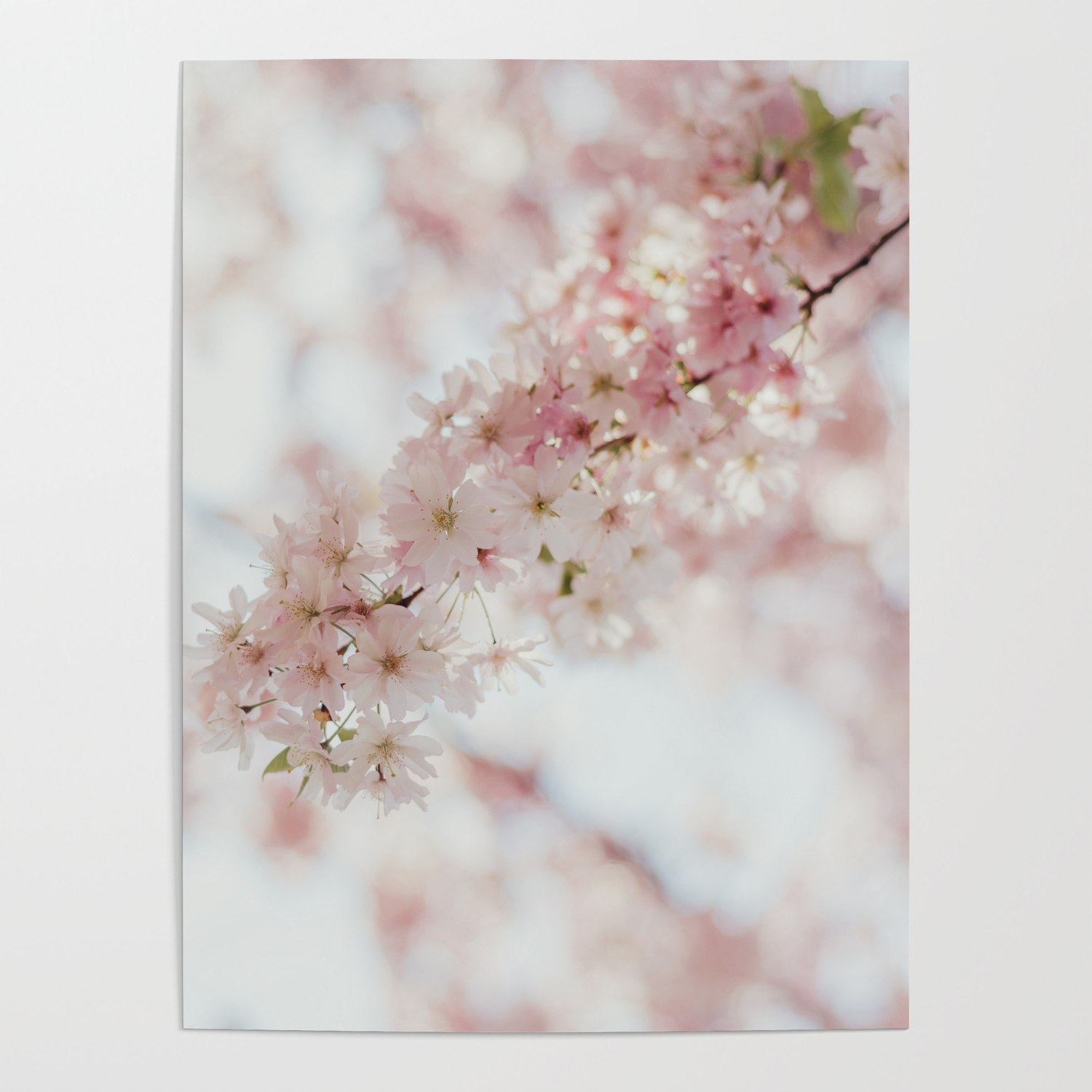 Beautiful Pink Cherry Blossoms After Winter Poster By Ainiraa Society6 Beautiful Pink Cherry Blossoms After Winter Poster By Ainiraa Society6