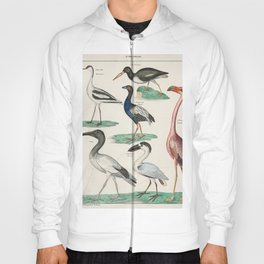 Okens Allgemeine Naturgeschichte by Lorenz Oken published in 1843 a lithograph of pied avocet and oy Hoody