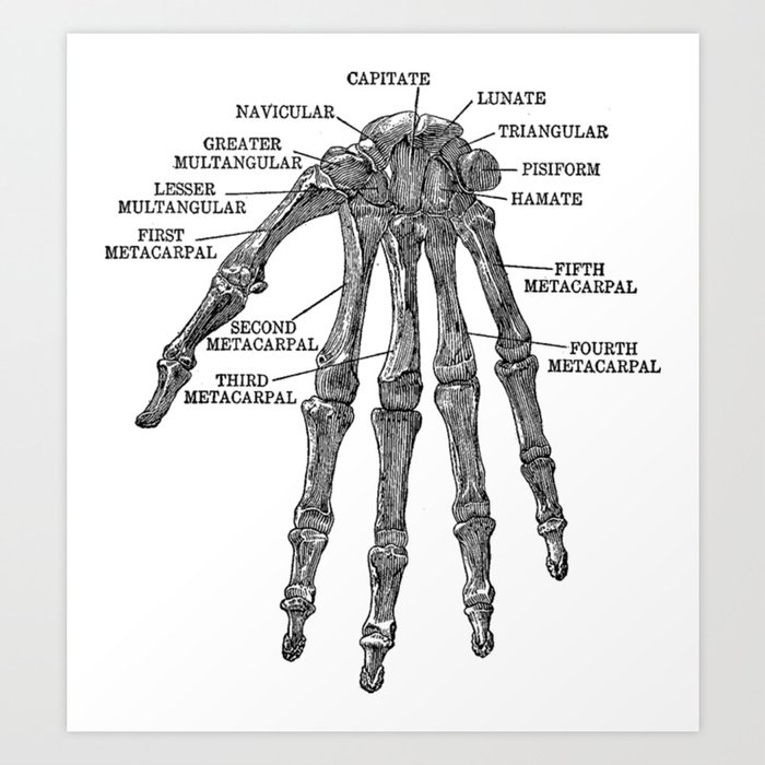 Bones Of The Human Hand Anatomy Skeleton Art Print By Wanda Star Society6