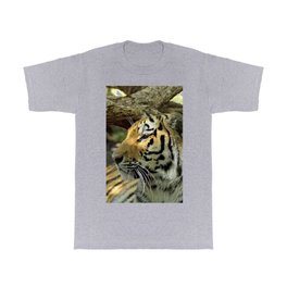  Asian Bengal Tiger Wildcat Resting Portrait Forest T Shirt | Tiger, Predator, Beauty, Forest, Wildcat, Bigcat, Asia, Beautiful, Wild, Felinepanther 