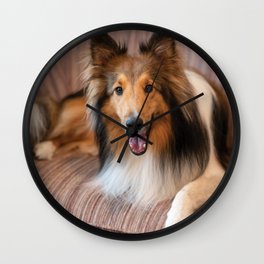 Cute Sheltie dog resting Wall Clock