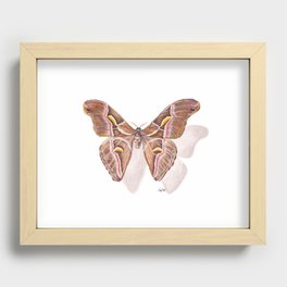 Pinned Muse - Atlas Moth Recessed Framed Print