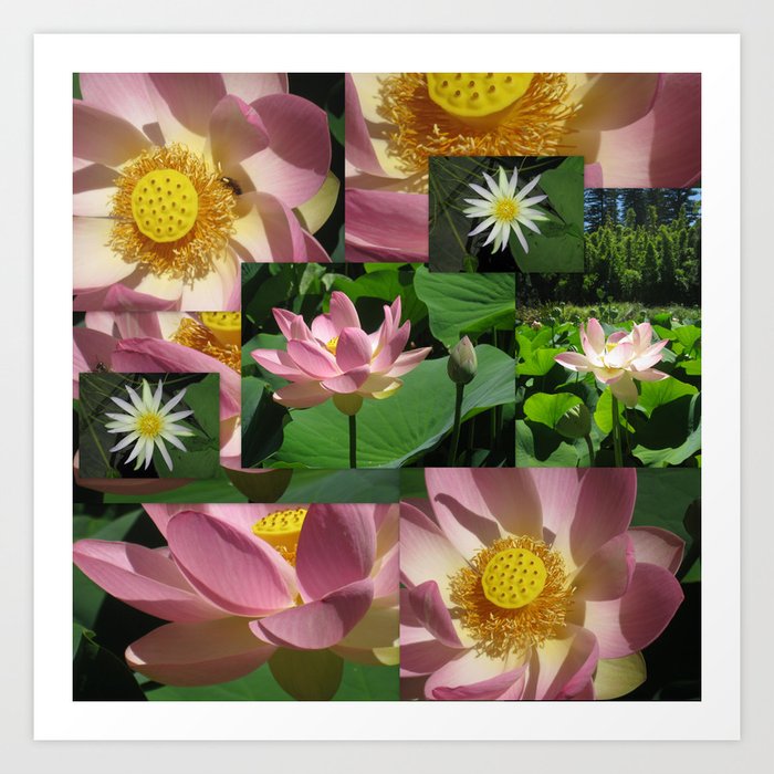 Lotus Photo Collage Photography Flower Pink Yellow Green Lotuses Lilies Lily Pad Picture Of Pond Art Print By Cathyjacobs Society6