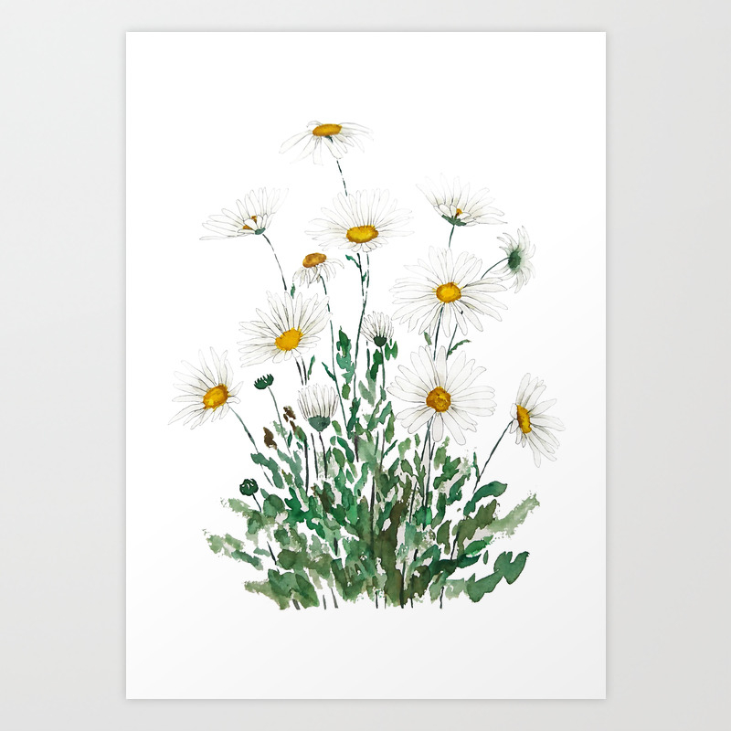 white margaret daisy watercolor art print by colorandcolor