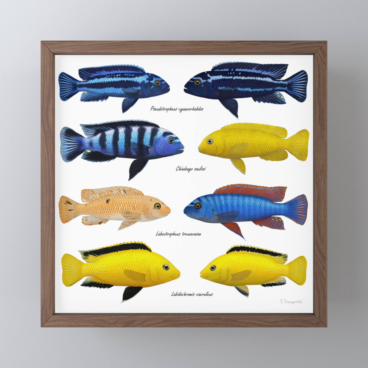 Lake Malawi Mbuna Cichlids Framed Mini Art Print By Preradkor Society6
