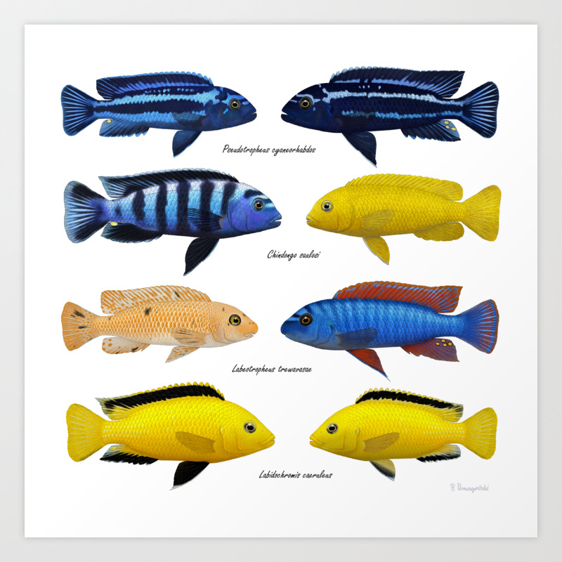 Lake Malawi Mbuna Cichlids Art Print By Preradkor Society6