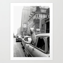 Llama Riding in Taxi, Black and White Vintage Print Art Print | Newyorkcity, Vintage, Newyorktaxicab, Alpaca, Retro, Broadway, Llamaridingintaxi, Photograph, Llama, Animal 